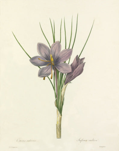 Crocus sativus : Safran cultive