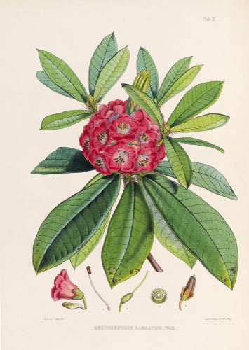 'Rhododendron barbatum'
