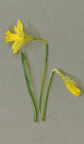 'Narcissus ajax nanus'