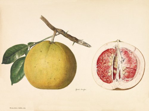 Djerock Siematjan [Citrus × paradisi - pink fleshed]