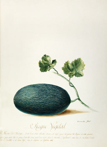 Melon de Malaga