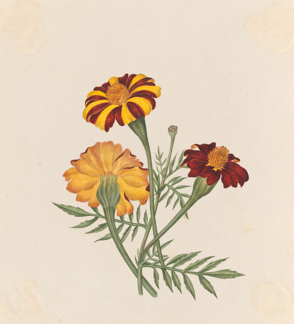 French Marigold