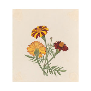 French Marigold