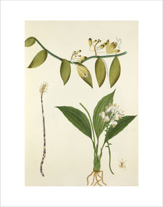 'Vanilla, Podanthera and C.viratrifolia var.'