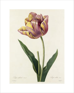 Tulipa culta (var.)