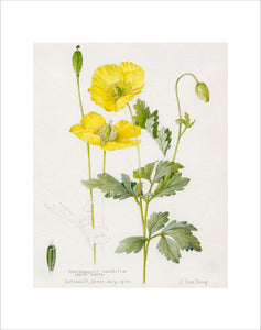 Meconopsis cambrica. Welsh Poppy