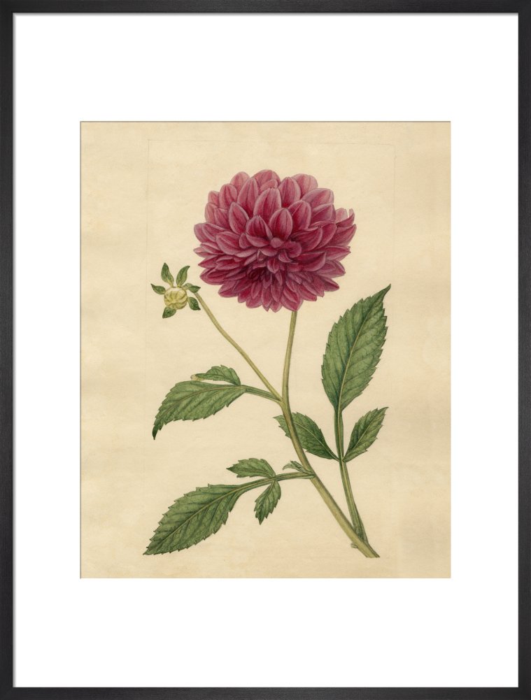 絵画　Dahlia Salvador Dalí | Dahlia Rapax (1972) | Available for Sale | Artsy