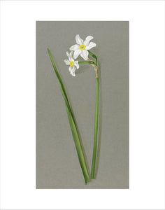 'Narcissus biflorus'