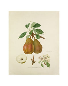 The Chaumontelle Pear