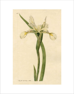 Iris spuria subsp. halophila