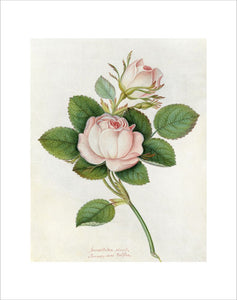 'Blush Provence rose'