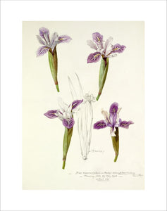 'Iris macrosiphon or Purdyi yellow × I Douglasiana'