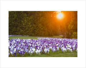 View across The Conifer Lawn with crocus