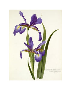'Iris monspur'