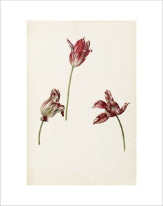 Tulipa 'Semper Augustus'