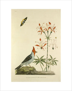 'Loxia coronata var. L. Dominicanae, Alstroemeria ligta'