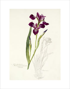 'Iris versicolor'