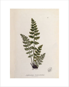 Asplenium obovatum subsp. lanceolatum