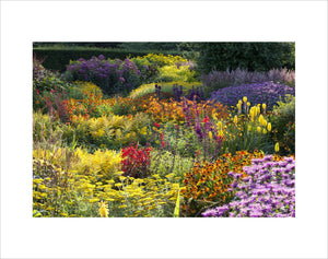 Borders in the Hot Garden at RHS Garden Rosemoor, Devon.