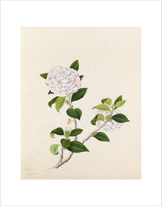 [Camellia japonica]
