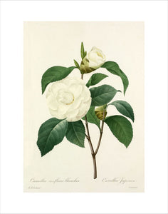 Camellia (var) fleurs blanches : Camellia Japonica