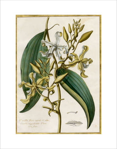 Vanilla flore viridi et albo