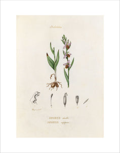 'Orchidées. Ophrys abeille. Ophrys apifera'
