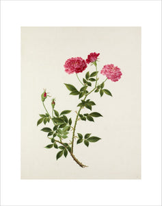 Rosa chinensis 'Old Blush'