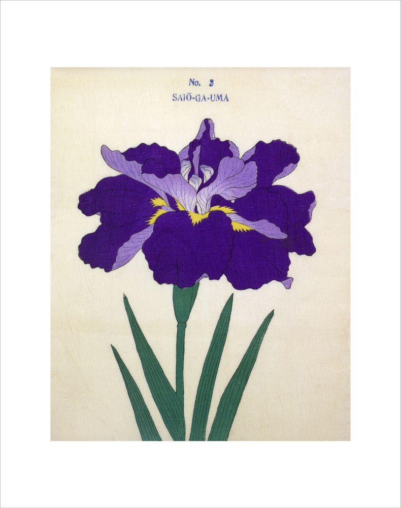 Iris様参考画像 i☆Ris×セイコーコラボレーションウオッチ - AMNIBUS