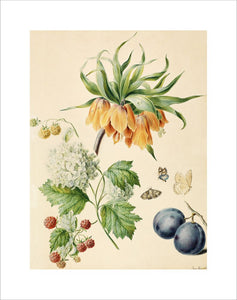 [Fritillaria imperialis, viburnum opulus sterile, red and yellow berries, stone fruits, butterflies]
