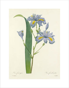 Iris frangée : Iris fimbriata