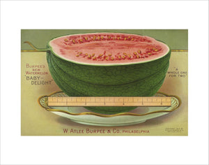 Burpee's new watermelon 'Baby Delight'