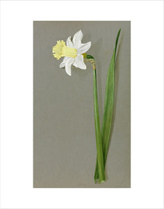 'Narcissus ajax J B M Camm'