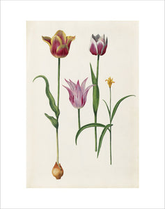 Tulipa cultivars