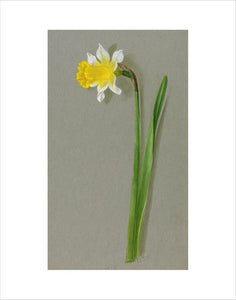 'Narcissus ajax Daniel Dewar'