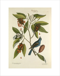 'Magnolia lauri folio subtus albicante, Sweet Flowering Bay / Coccothraustes coerulea, The Blew Grosbeak'