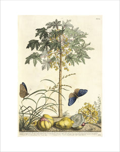 1. Papaya, 2. Ana gallis, 3. Gramen