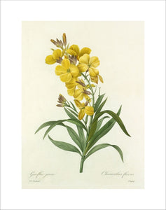 Giroflée jaune : Cheiranthus flavus