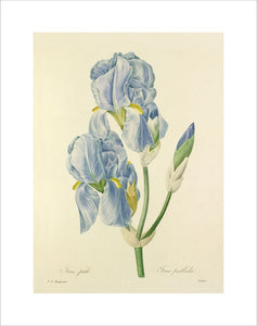 Iris pale : Iris pallida