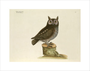 'Noctua aurita minor, The Little Owl'