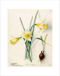 Amaryllidaceae, Narcissus