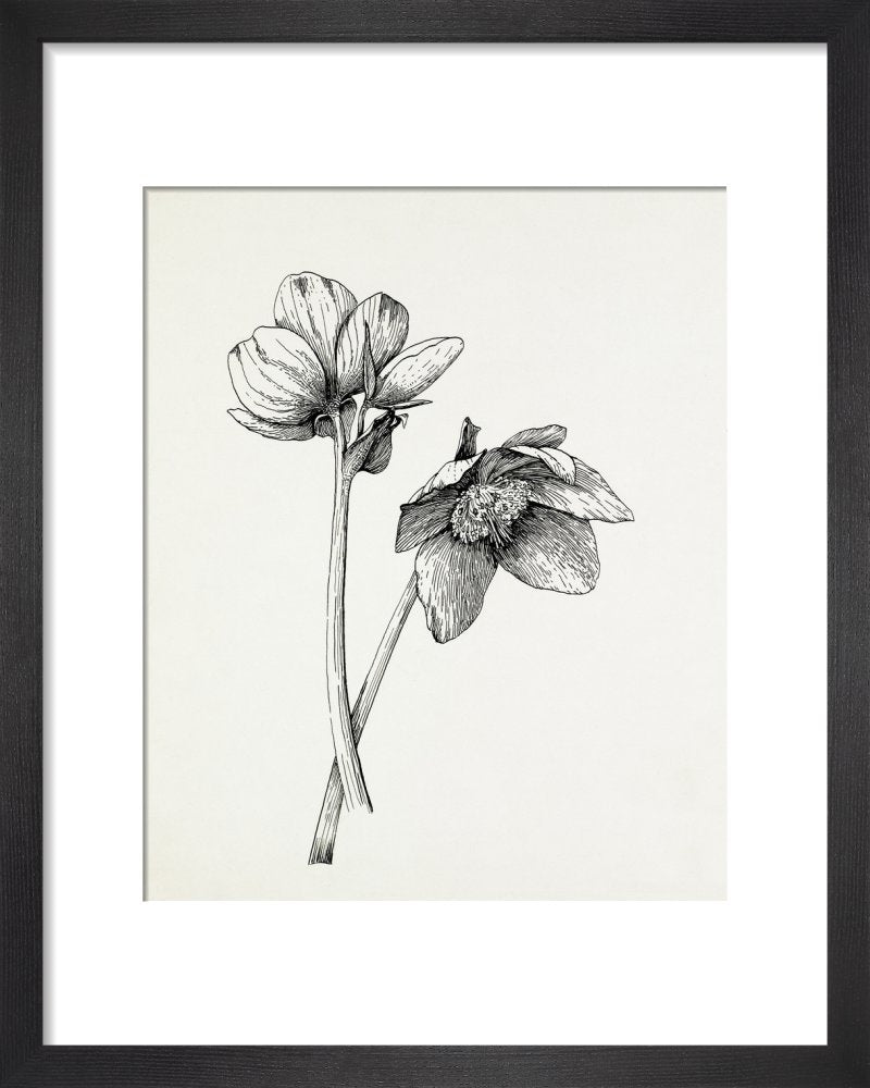 Helleborus niger – RHS Prints