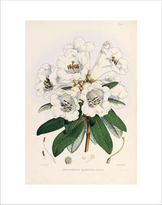 'Rhododendron dalhousiae'