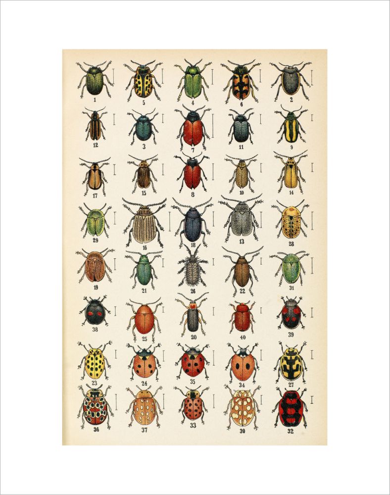 Plate 20 โ RHS Prints