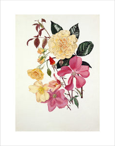 Rosa 'Buff Beauty', Rosa × odorata 'Mutabilis'
