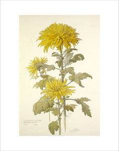 Chrysanthemum 'December Gold'