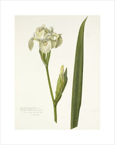 'Iris acoroformis'