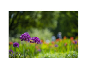 Visiors enjoying aliums and spring colour.