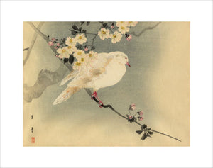 Dove with blossom