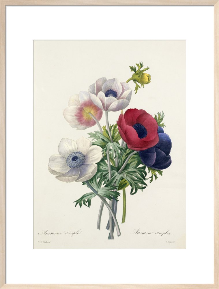 絵画 anemone Flower Antique Illustration Anemone by Teobraga